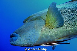 Napoleon wrasse - because of his nice tattos also called ... by Andre Philip 